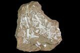 Ordovician Bryozoans (Chasmatopora) Plate - Estonia #73459-1